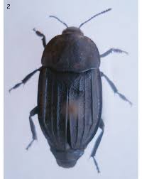 Attēlu rezultāti vaicājumam “Silpha sp.”