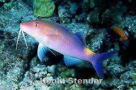 Image result for Parupeneus cyclostomus