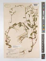 Attēlu rezultāti vaicājumam “Epilobium roseum”