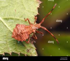 Attēlu rezultāti vaicājumam “Coreus marginatus nymph”