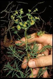 Attēlu rezultāti vaicājumam “Euphorbia virgata flower”