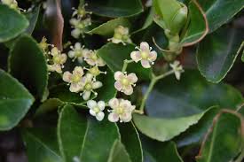 Attēlu rezultāti vaicājumam “Euonymus flower”