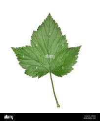 Attēlu rezultāti vaicājumam “Ribes nigrum leaf”
