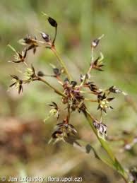 Attēlu rezultāti vaicājumam “Luzula pilosa fruit”