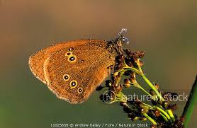 Attēlu rezultāti vaicājumam “Aphantopus hyperantus”