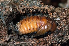 Attēlu rezultāti vaicājumam “Scardia boletella pupa”