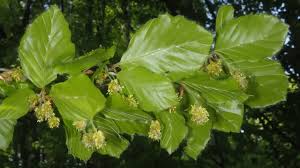 Attēlu rezultāti vaicājumam “Fagus sylvatica flower”