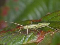 Attēlu rezultāti vaicājumam “Macrosteles sp.”