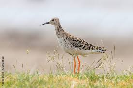 Attēlu rezultāti vaicājumam “Philomachus pugnax”