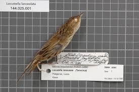 Image result for Locustella lanceolata
