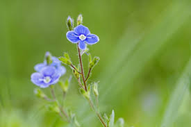 Image result for Veronica chamaedrys