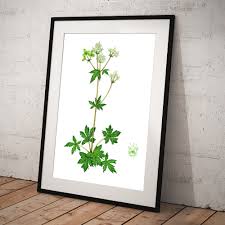 Attēlu rezultāti vaicājumam “Sanicula europaea flower”