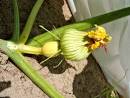 pumpkin sex tape
