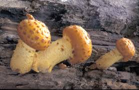 Attēlu rezultāti vaicājumam “Pholiota aurivella”