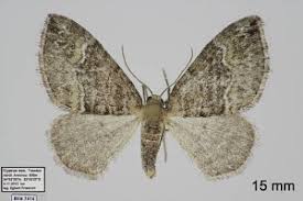 Attēlu rezultāti vaicājumam “Perizoma bifaciata”