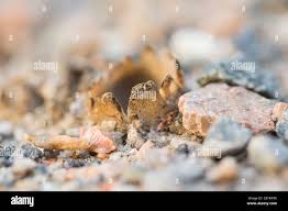 Attēlu rezultāti vaicājumam “Geopora arenicola”