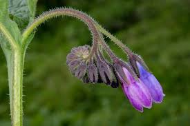 Attēlu rezultāti vaicājumam “Symphytum officinale bud”