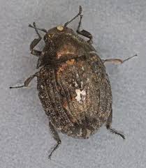 Attēlu rezultāti vaicājumam “Cytilus sericeus”