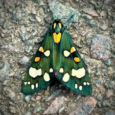 Attēlu rezultāti vaicājumam “Callimorpha dominula”