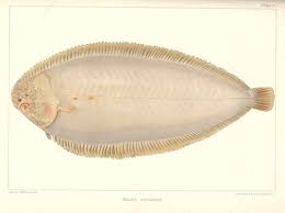 Image result for Solea solea