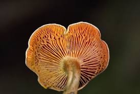 Attēlu rezultāti vaicājumam “Hygrophoropsis aurantiaca”
