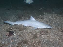 Image result for Rhizoprionodon terraenovae