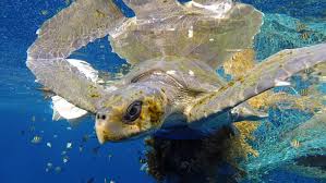 Image result for Lepidochelys olivacea