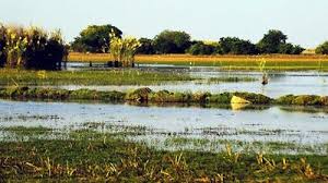Attēlu rezultāti vaicājumam “Phragmites communis fruit”