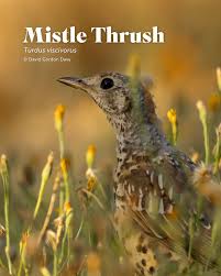 Attēlu rezultāti vaicājumam “Turdus philomelos juvenile”