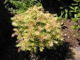 Attēlu rezultāti vaicājumam “Sorbaria sorbifolia bud”