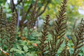 Attēlu rezultāti vaicājumam “Astilbe chinensis bud”