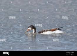 Attēlu rezultāti vaicājumam “Tadorna tadorna juvenile”