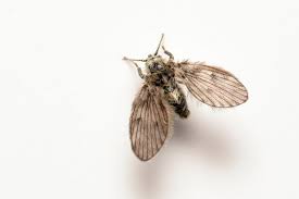 Attēlu rezultāti vaicājumam “Psychodidae”