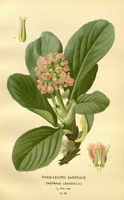 Attēlu rezultāti vaicājumam “Bergenia crassifolia flower”