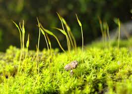 Attēlu rezultāti vaicājumam “Didymodon rigidulus sporophyte”