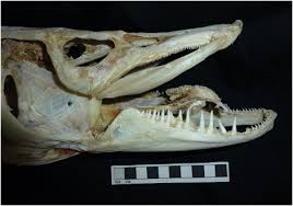 Attēlu rezultāti vaicājumam “Esox lucius”