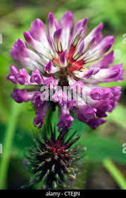 Attēlu rezultāti vaicājumam “Trifolium medium bud”