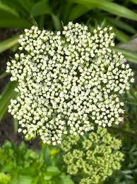 Attēlu rezultāti vaicājumam “Cenolophium denudatum”