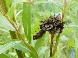 Attēlu rezultāti vaicājumam “Rabdophaga salicis”