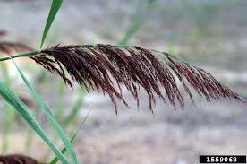 Attēlu rezultāti vaicājumam “Phragmites communis leaf”