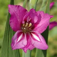 Attēlu rezultāti vaicājumam “Gladiolus imbricatus bud”