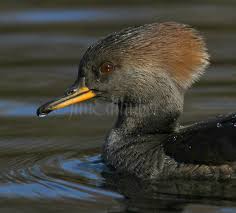 Attēlu rezultāti vaicājumam “Mergus merganser juvenile”