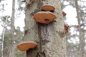 Attēlu rezultāti vaicājumam “Fomitopsis pinicola”