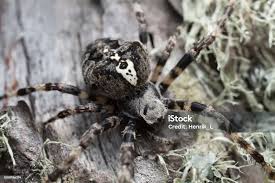 Attēlu rezultāti vaicājumam “Araneus angulatus”