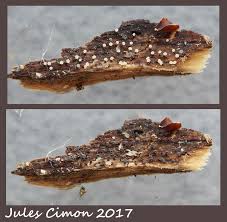 Attēlu rezultāti vaicājumam “Physarum album”