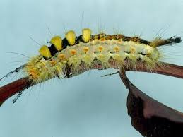 Attēlu rezultāti vaicājumam “Orgyia antiqua”