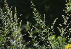 Attēlu rezultāti vaicājumam “Artemisia vulgaris flower”
