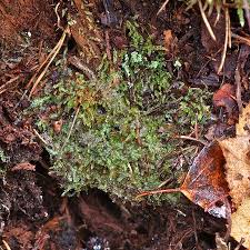 Attēlu rezultāti vaicājumam “Calypogeia neesiana”