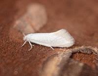 Attēlu rezultāti vaicājumam “Elachista argentella”