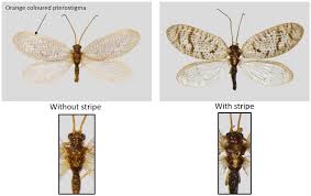 Attēlu rezultāti vaicājumam “Hemerobius perelegans”